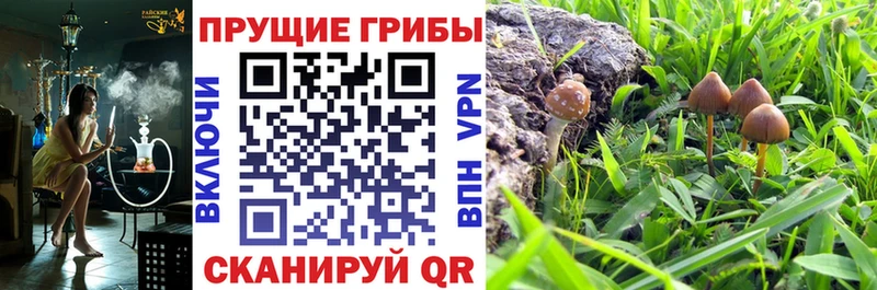 omg   Агрыз  Псилоцибиновые грибы MAGIC MUSHROOMS  сколько стоит 